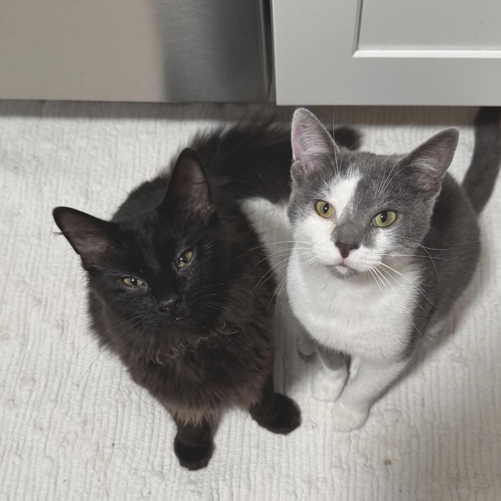 Purrlock, a Adoptable Domestic Medium Hair in Chapel Hill, NC image 6/6