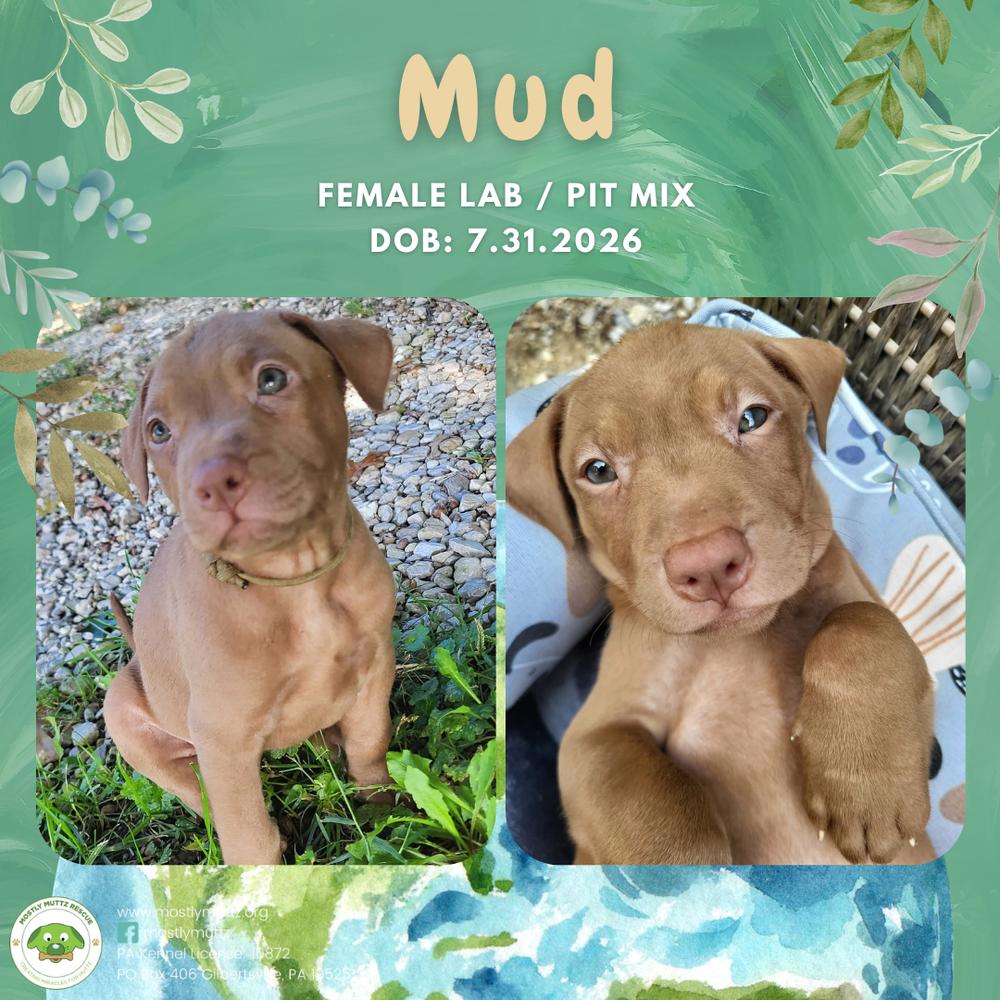 Mud, Adopted, Puppy Female Labrador Retriever & Pit Bull Terrier.