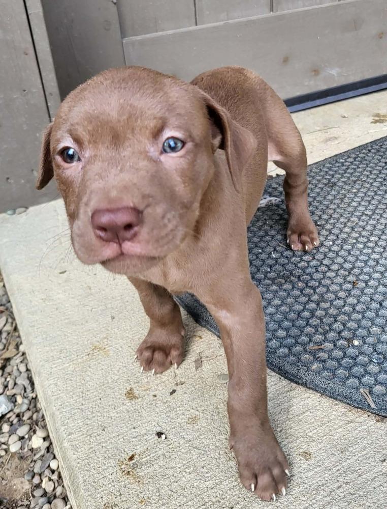 Enlarge Mud, a Adopted mixed breed in Pottstown, PA image 6/6