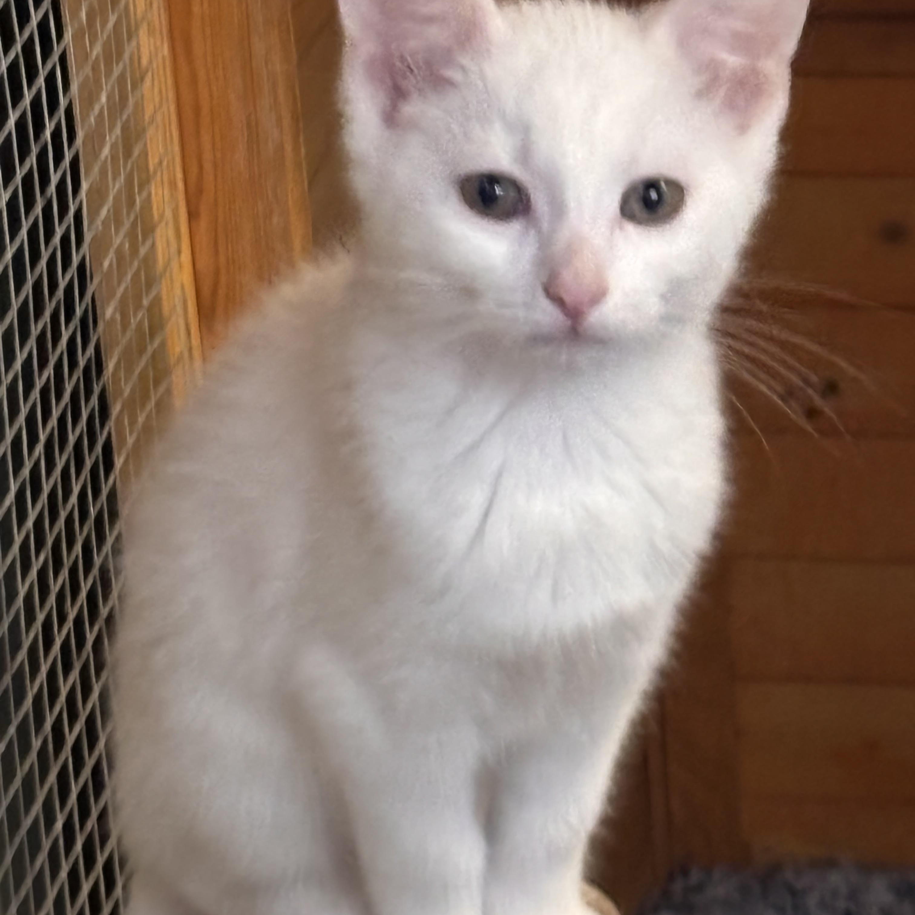 Sambuca, ADOPTABLE, Kitten Male Domestic Short Hair.