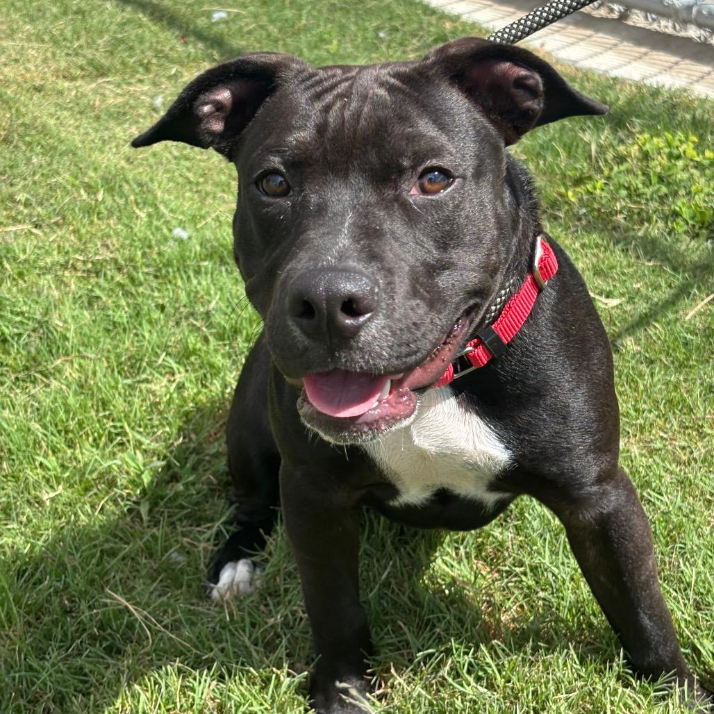Smuckers, Adoptable, Young Male Mixed Breed & Mixed Breed.
