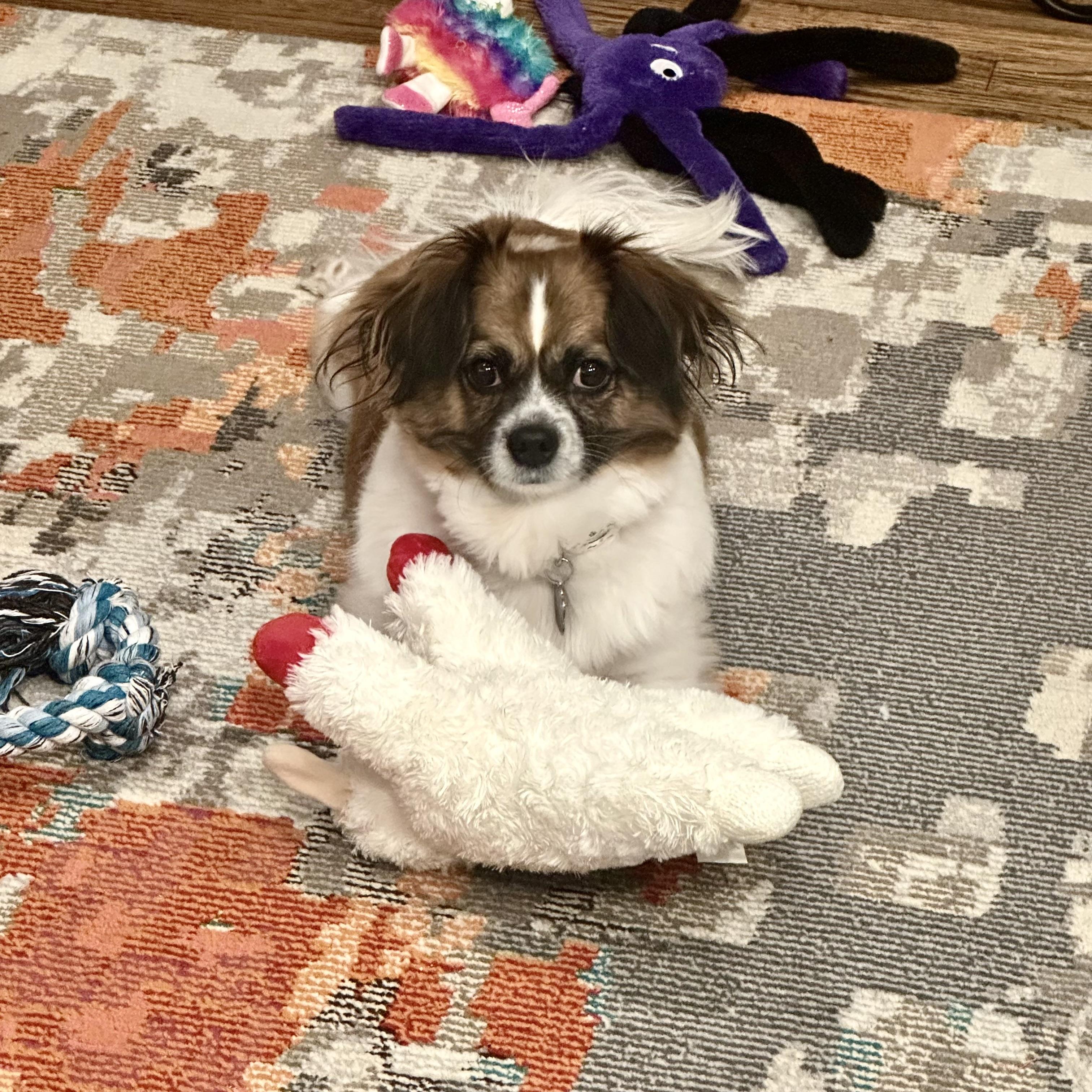 Stella, Adoptable, Adult Female Pekingese & Papillon.