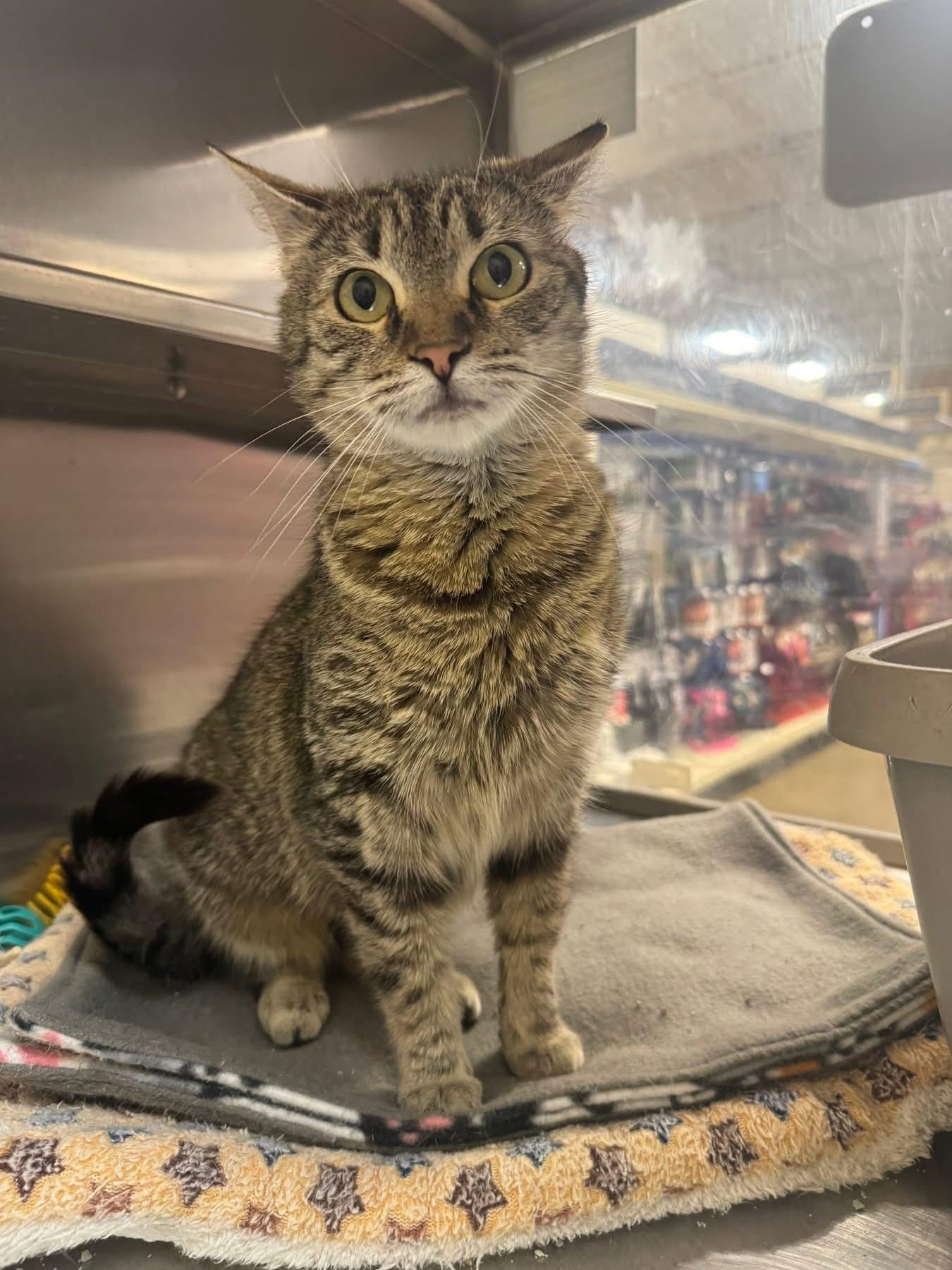 CJ Catherine Jane , an adopted Tabby in Jackson, GA image 4/5