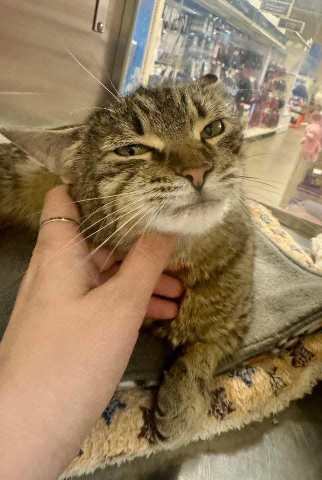CJ Catherine Jane , an adopted Tabby in Jackson, GA image 5/5