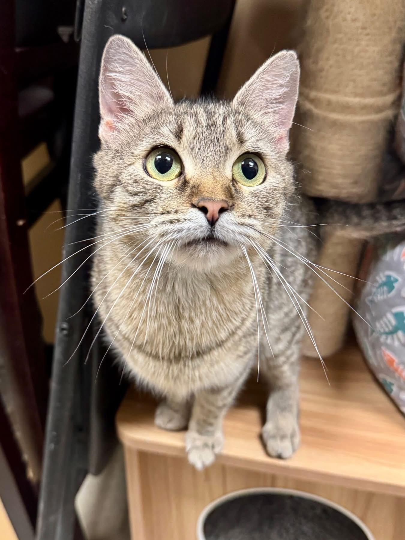 CJ Catherine Jane , an adopted Tabby in Jackson, GA image 3/5