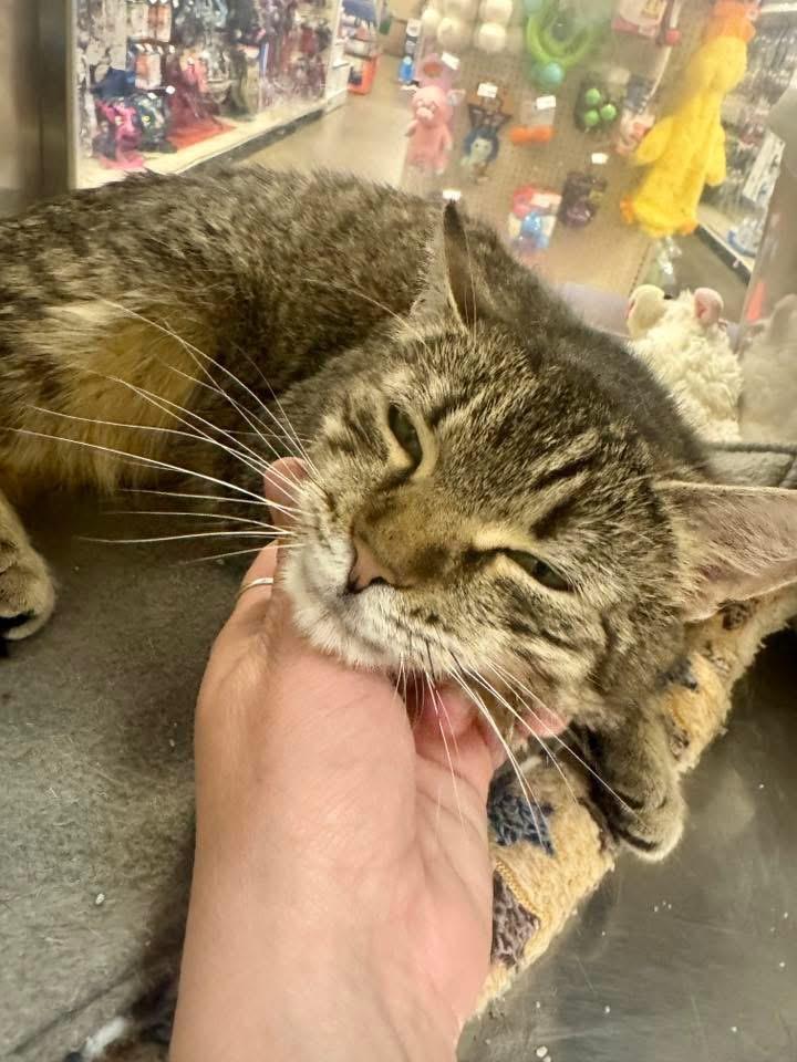 CJ Catherine Jane , adopted, Adult Female Tabby.