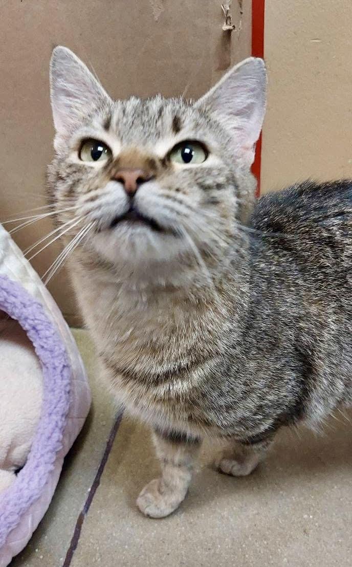 CJ Catherine Jane , an adopted Tabby in Jackson, GA image 2/5
