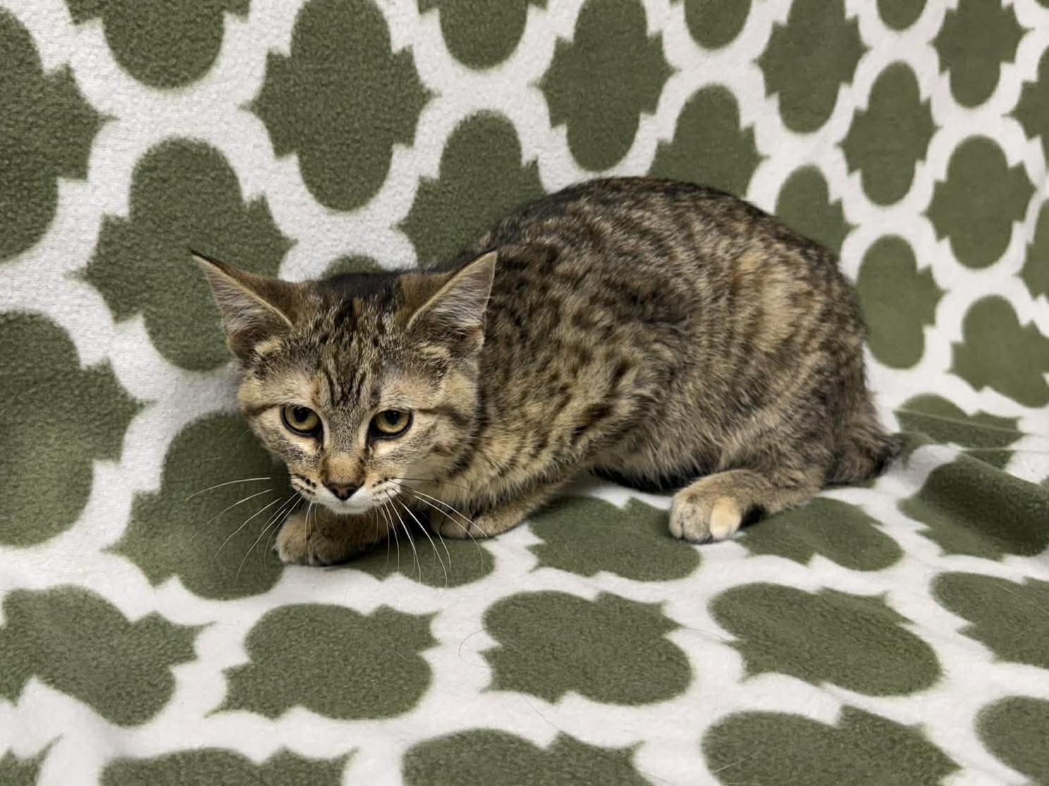 April , ADOPTABLE, Kitten Female Domestic Short Hair.