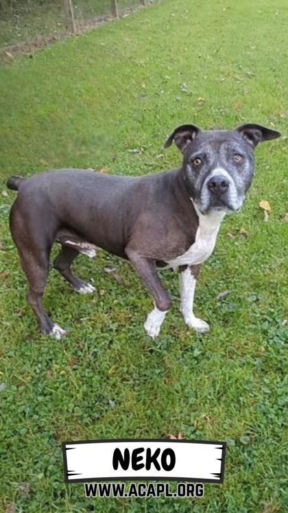 Neko, Adoptable, Senior Male Pit Bull Terrier & Mixed Breed.