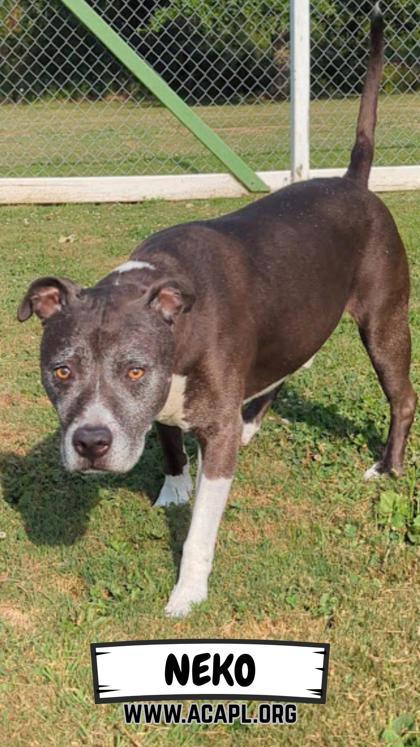 Neko, Adoptable, Senior Male Pit Bull Terrier & Mixed Breed.