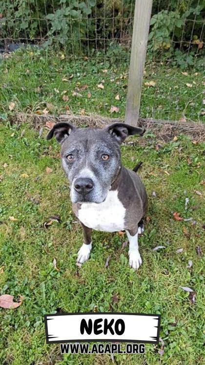 Enlarge Neko, a Adoptable mixed breed in Ashtabula, OH image 3/3