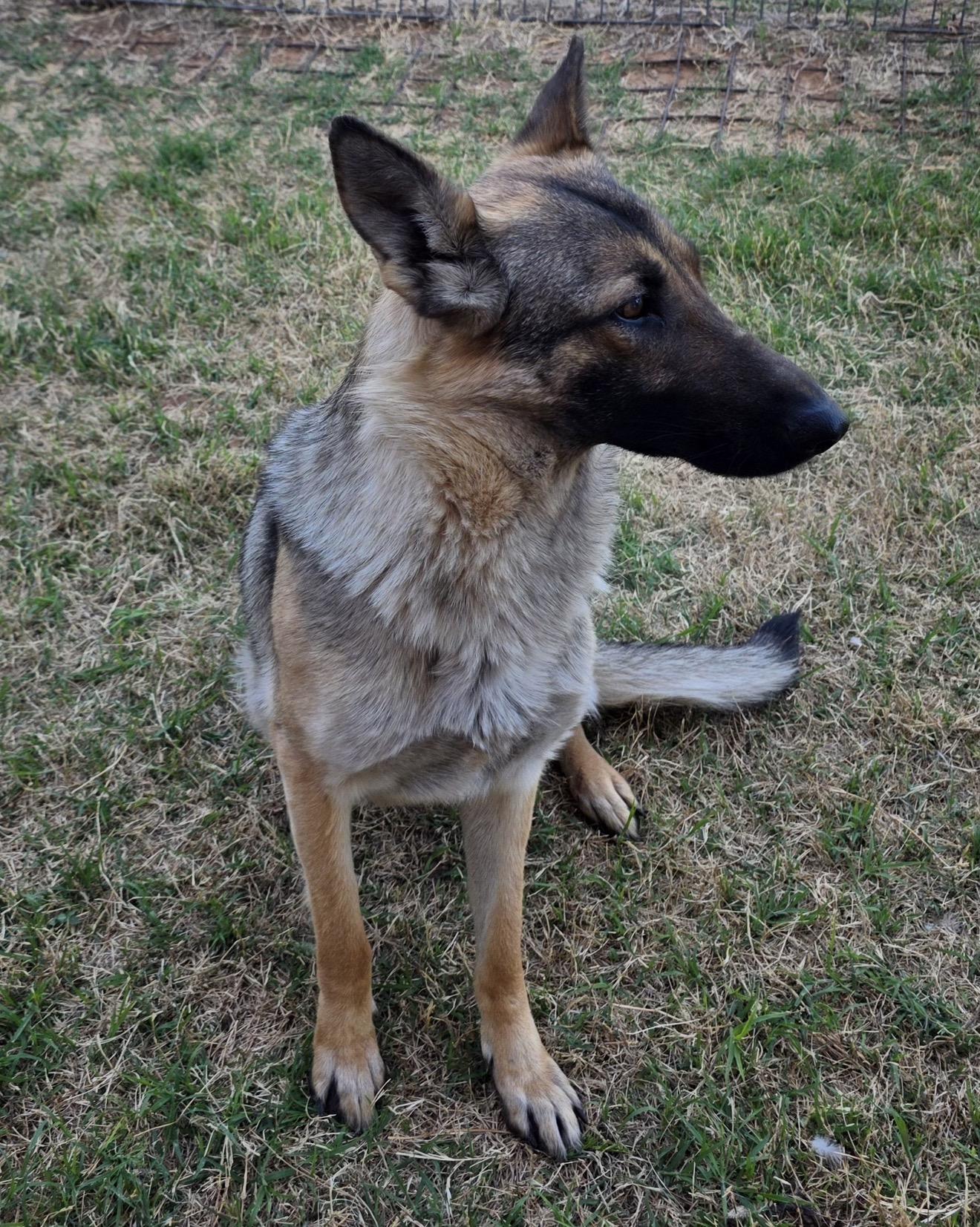 Enlarge Maggie, an adopted German Shepherd Dog in Kyle, TX image 5/6