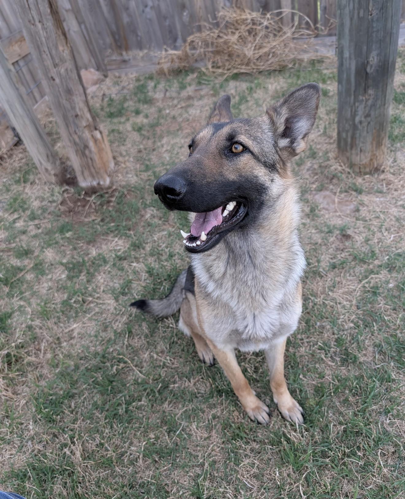 Enlarge Maggie, an adopted German Shepherd Dog in Kyle, TX image 1/6