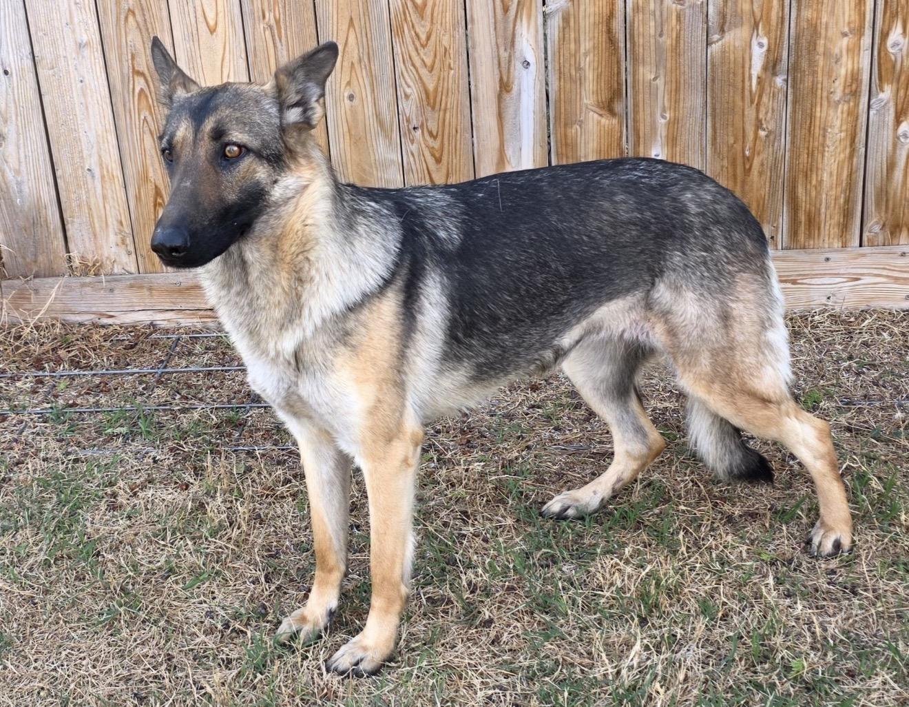 Enlarge Maggie, an adopted German Shepherd Dog in Kyle, TX image 3/6