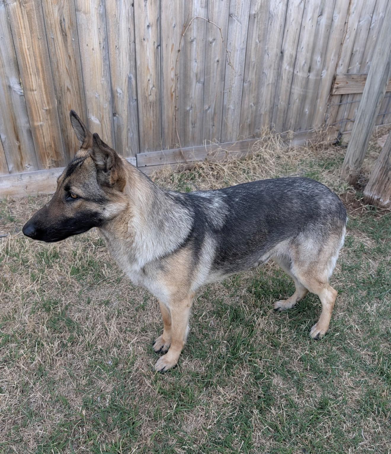 Enlarge Maggie, an adopted German Shepherd Dog in Kyle, TX image 4/6