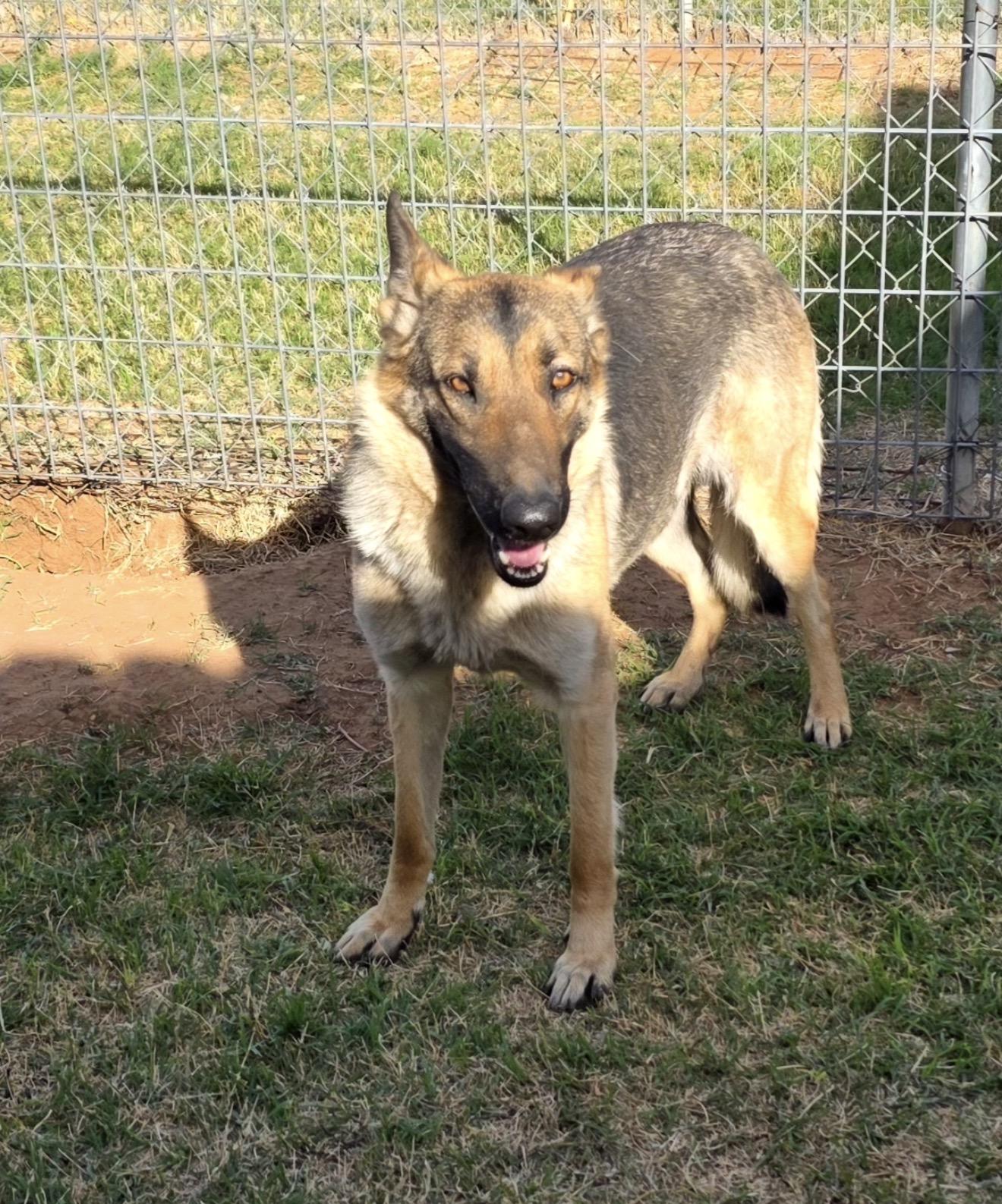 Enlarge Maggie, an adopted German Shepherd Dog in Kyle, TX image 6/6