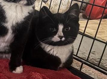 Enlarge Storm, a ADOPTABLE mixed breed in East Brunswick, NJ image 1/2