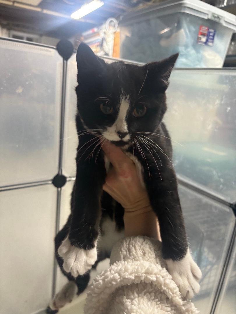 Enlarge Storm, a ADOPTABLE mixed breed in East Brunswick, NJ image 2/2