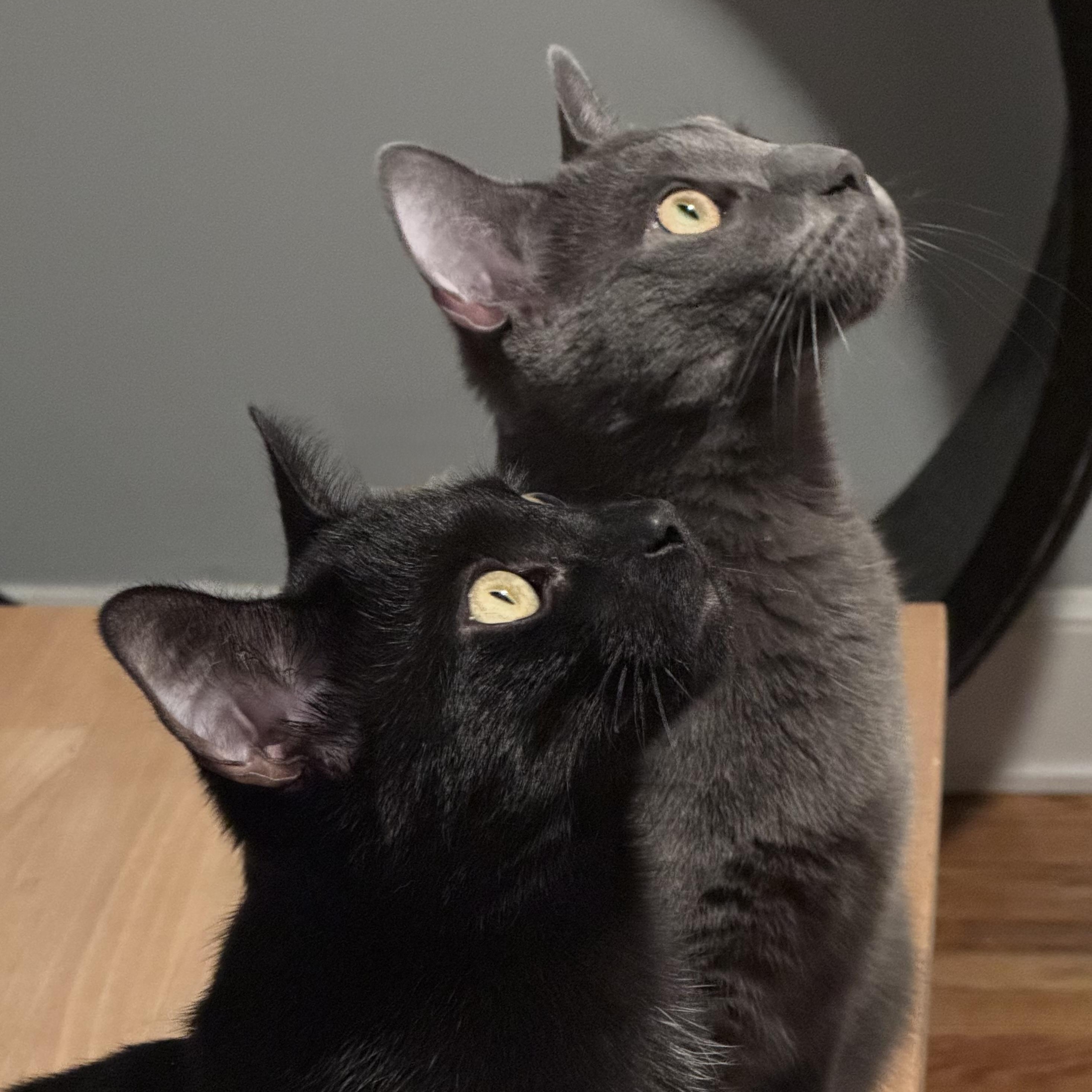 Enlarge Macchiato , a ADOPTABLE mixed breed in New Haven, CT image 3/5