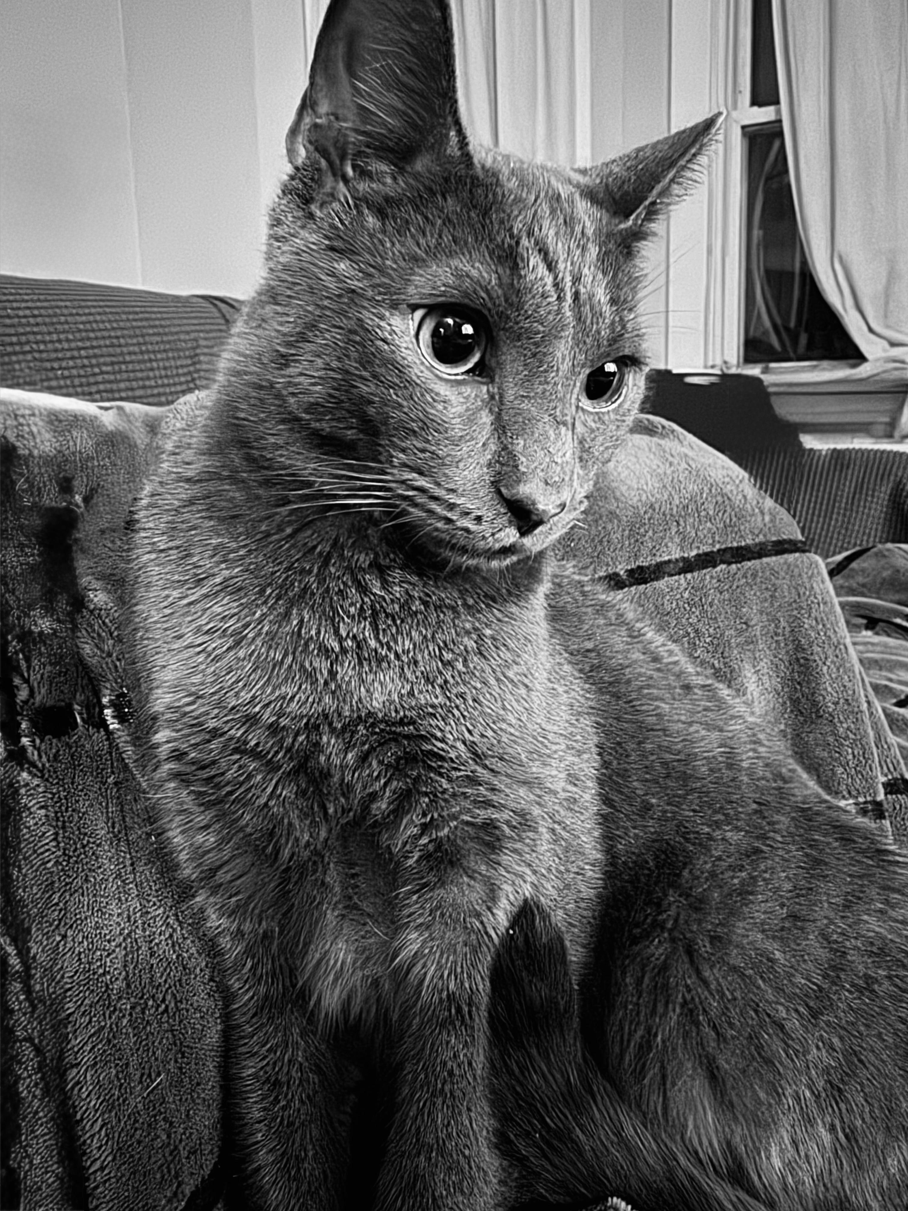 Enlarge Macchiato , a ADOPTABLE mixed breed in New Haven, CT image 2/5