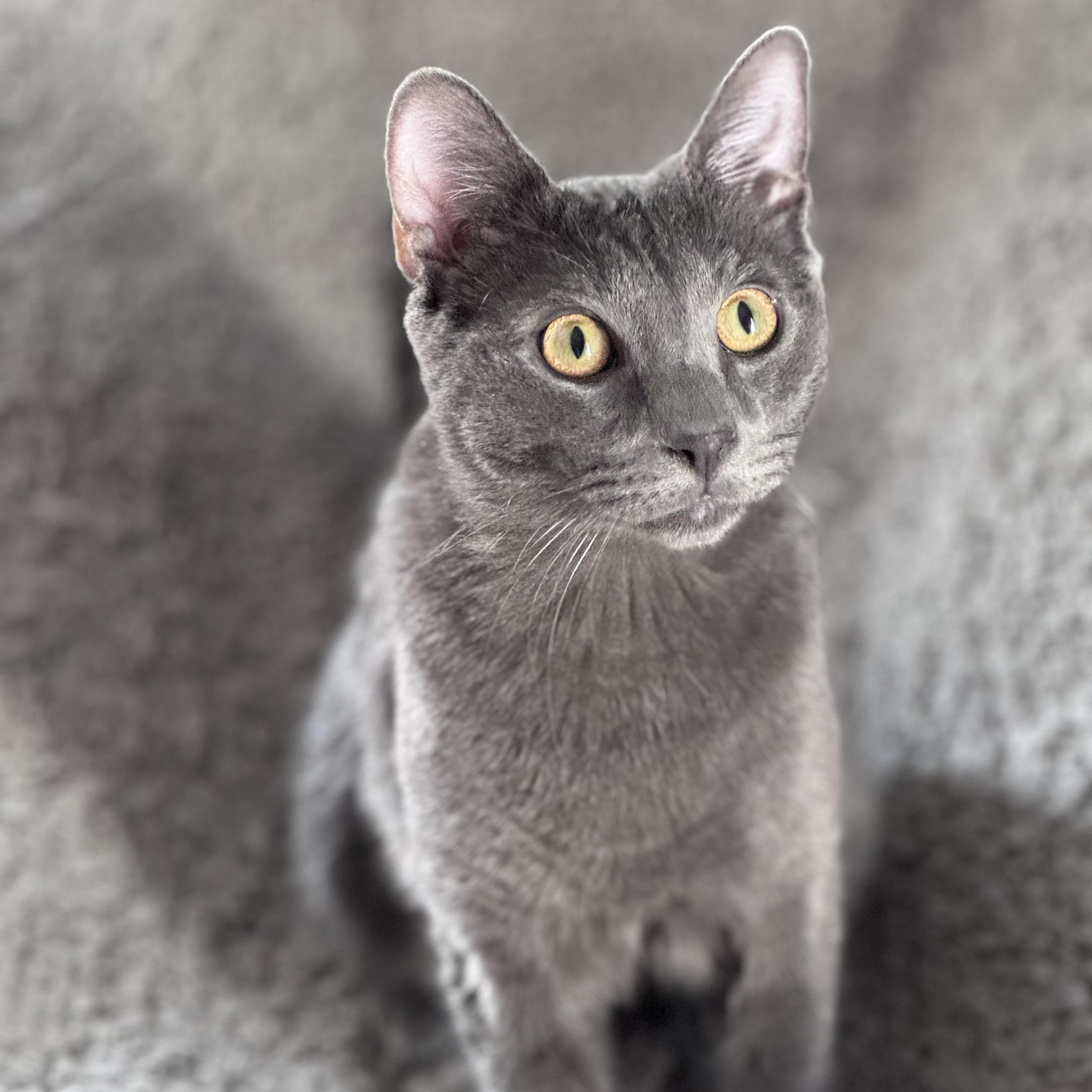 Enlarge Macchiato , a ADOPTABLE mixed breed in New Haven, CT image 1/5