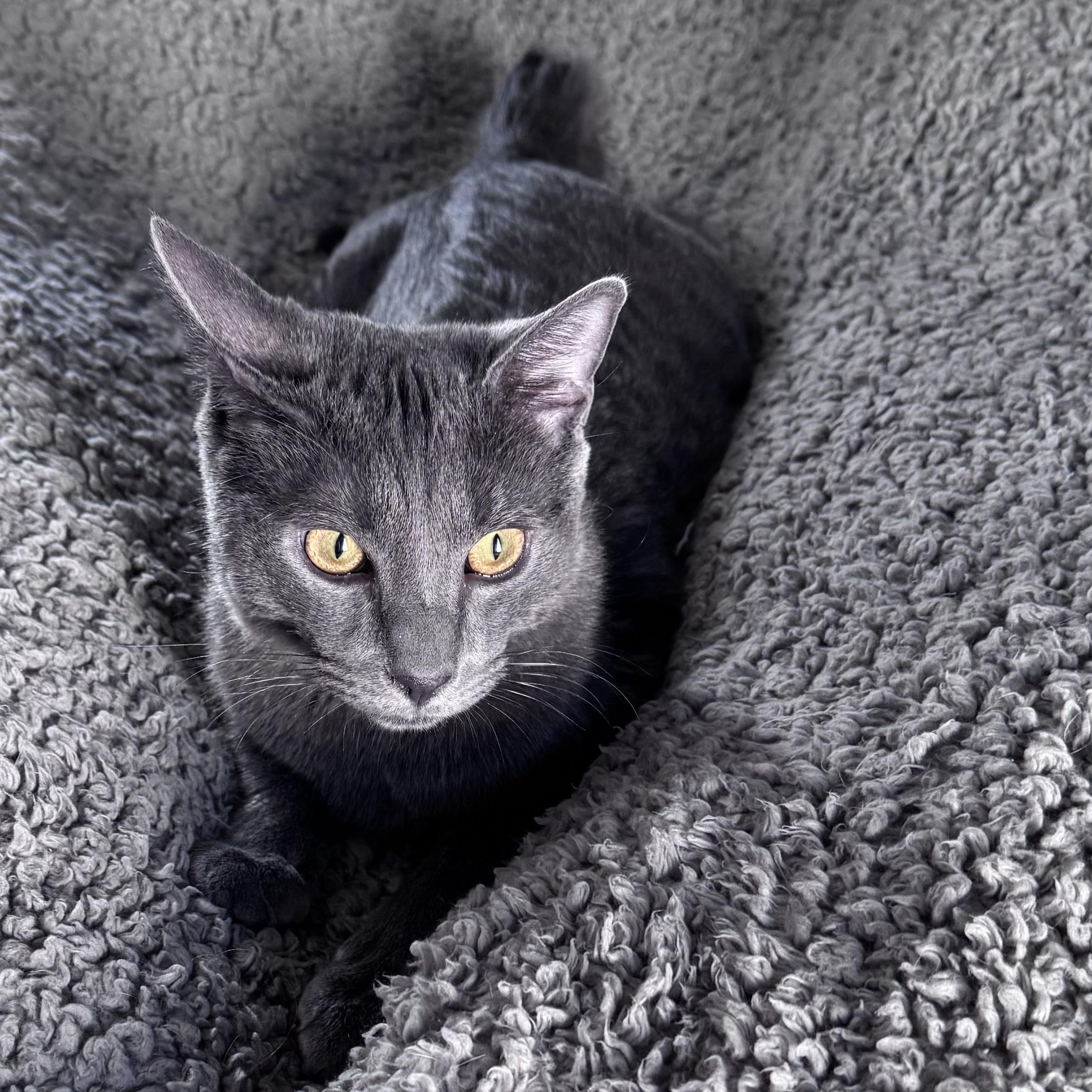 Enlarge Macchiato , a ADOPTABLE mixed breed in New Haven, CT image 4/5