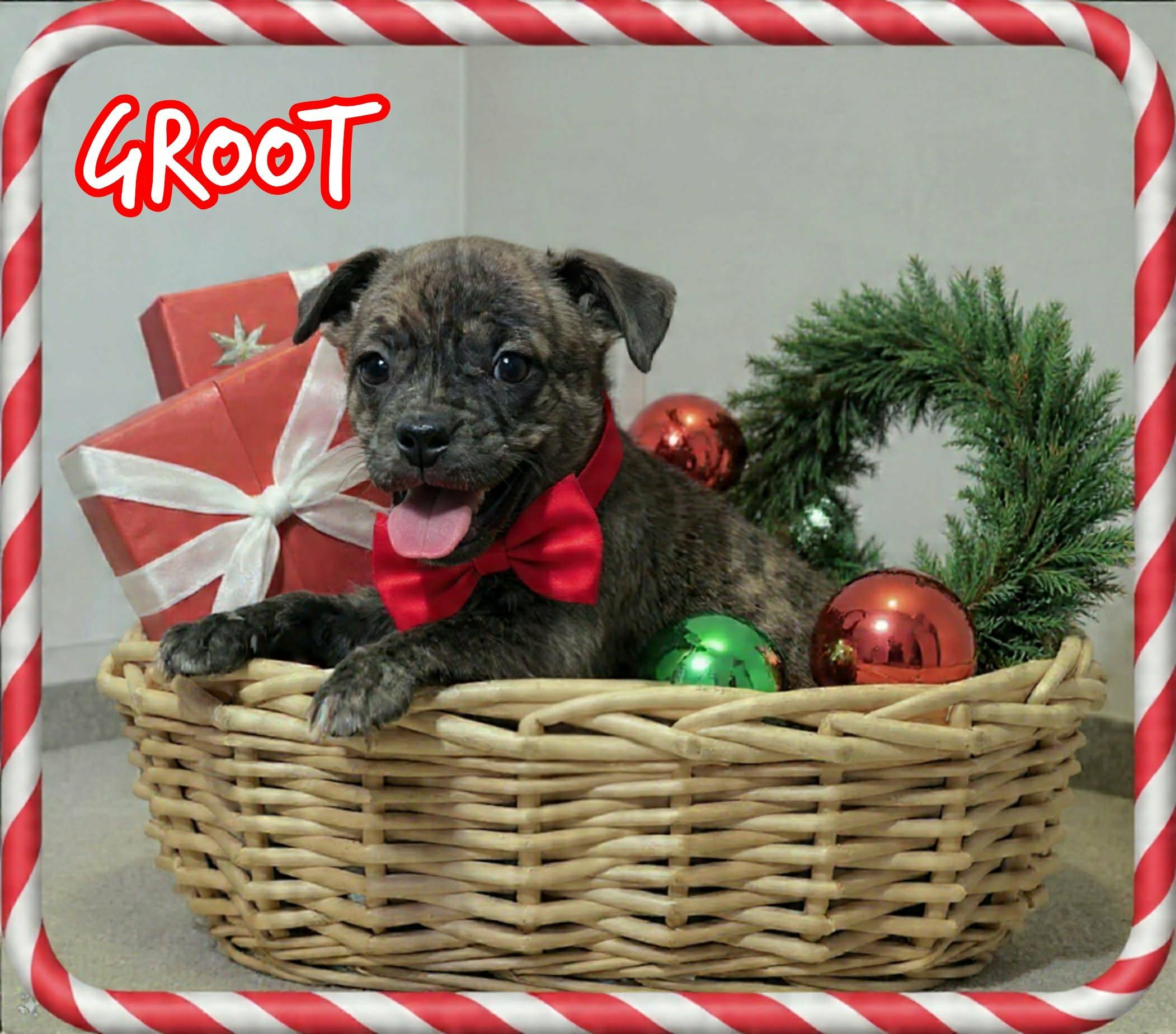 Enlarge Groot, a ADOPTABLE mixed breed in Grove, OK image 3/4