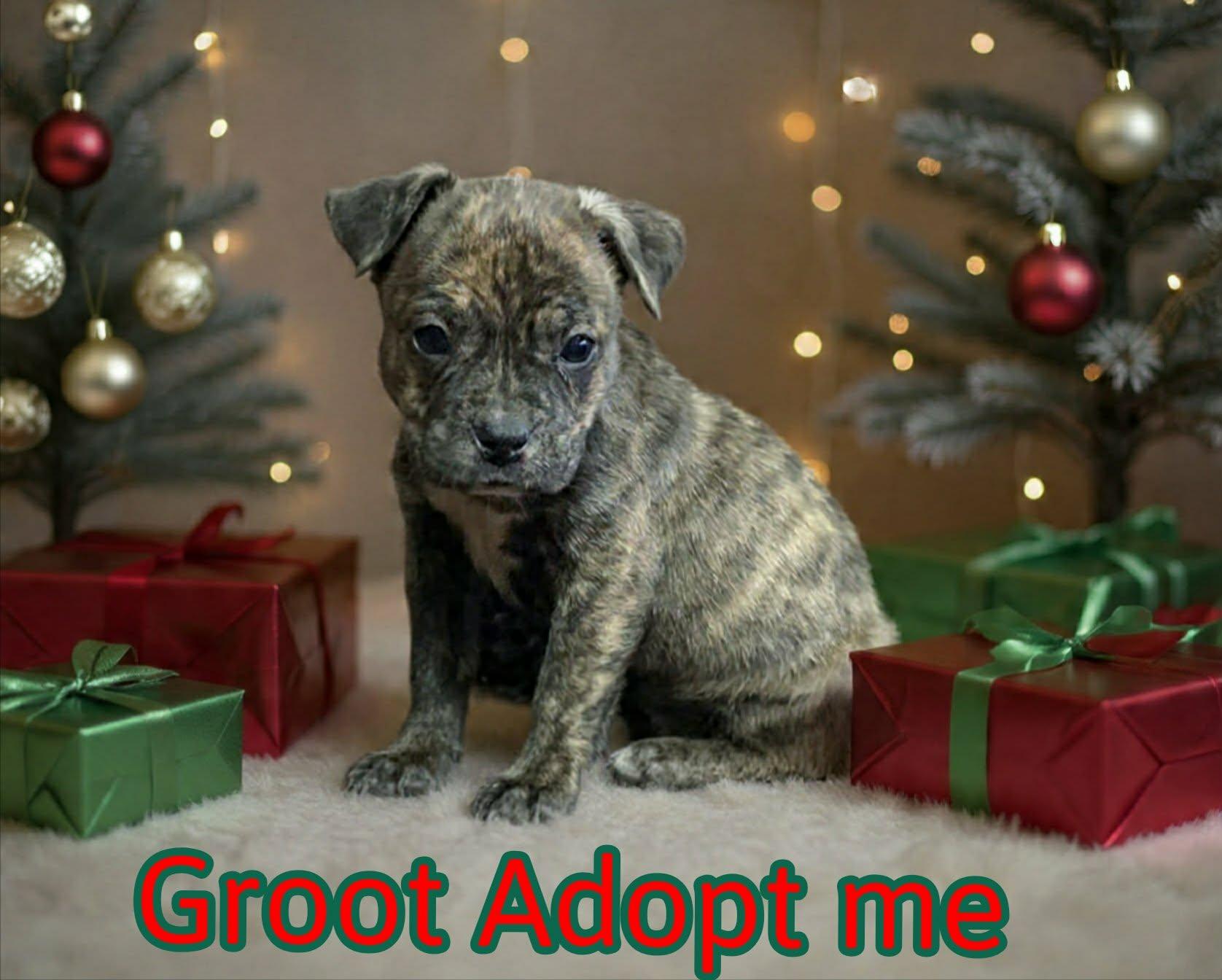 Enlarge Groot, a ADOPTABLE mixed breed in Grove, OK image 2/4