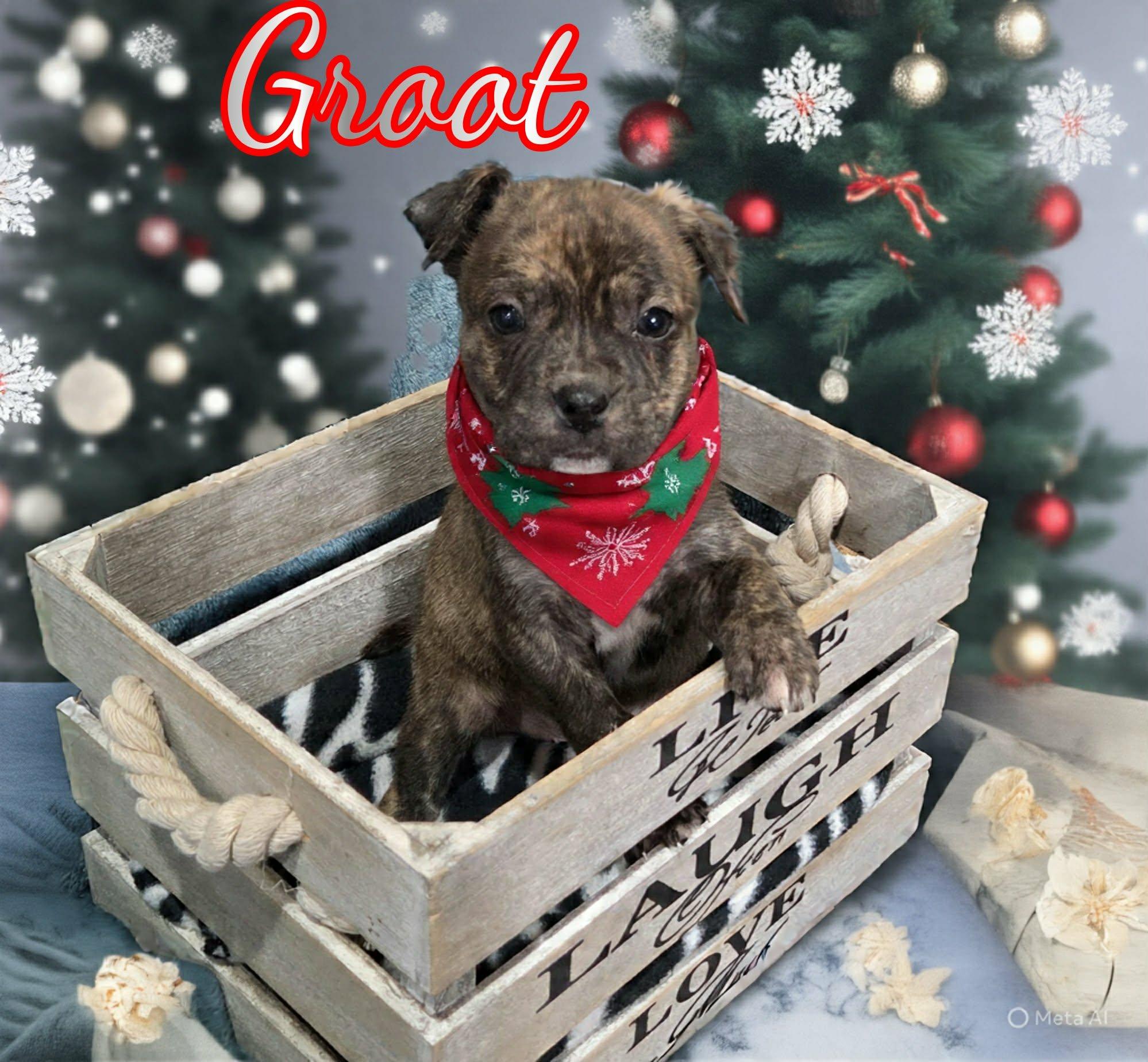 Enlarge Groot, a ADOPTABLE mixed breed in Grove, OK image 1/4