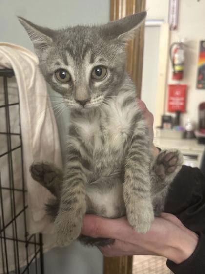 Ash, Adoptable, Kitten Male Domestic Short Hair & Domestic Short Hair.
