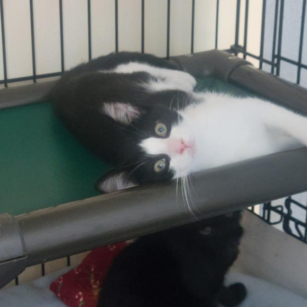Corby, Adoptable, Kitten Male Domestic Short Hair & Domestic Short Hair.