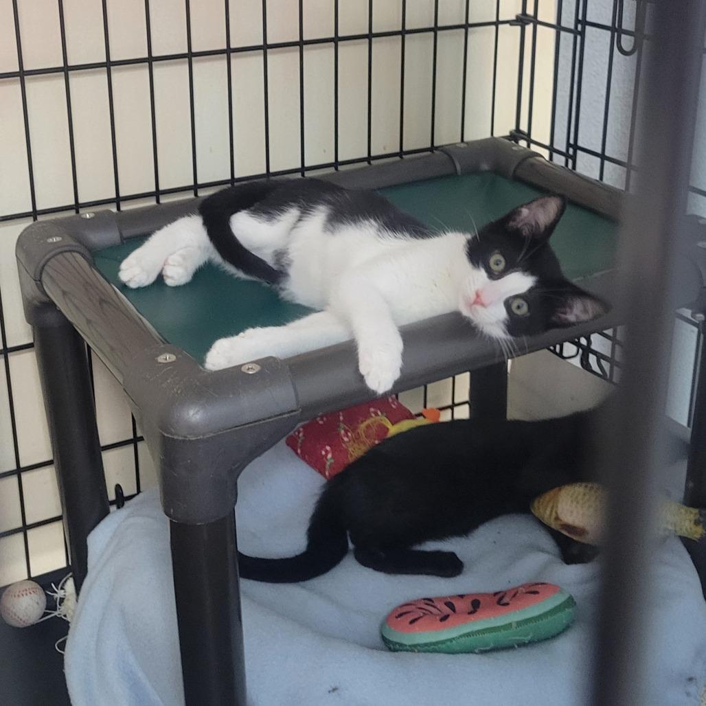 Enlarge Corby, a Adoptable mixed breed in Jessup, MD image 2/3