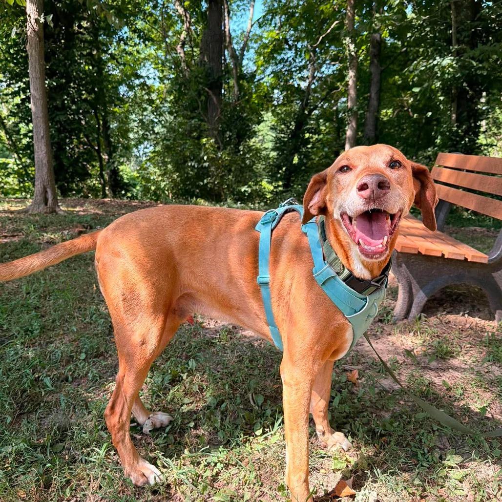 Clancy, Adoptable, Senior Male Mixed Breed.