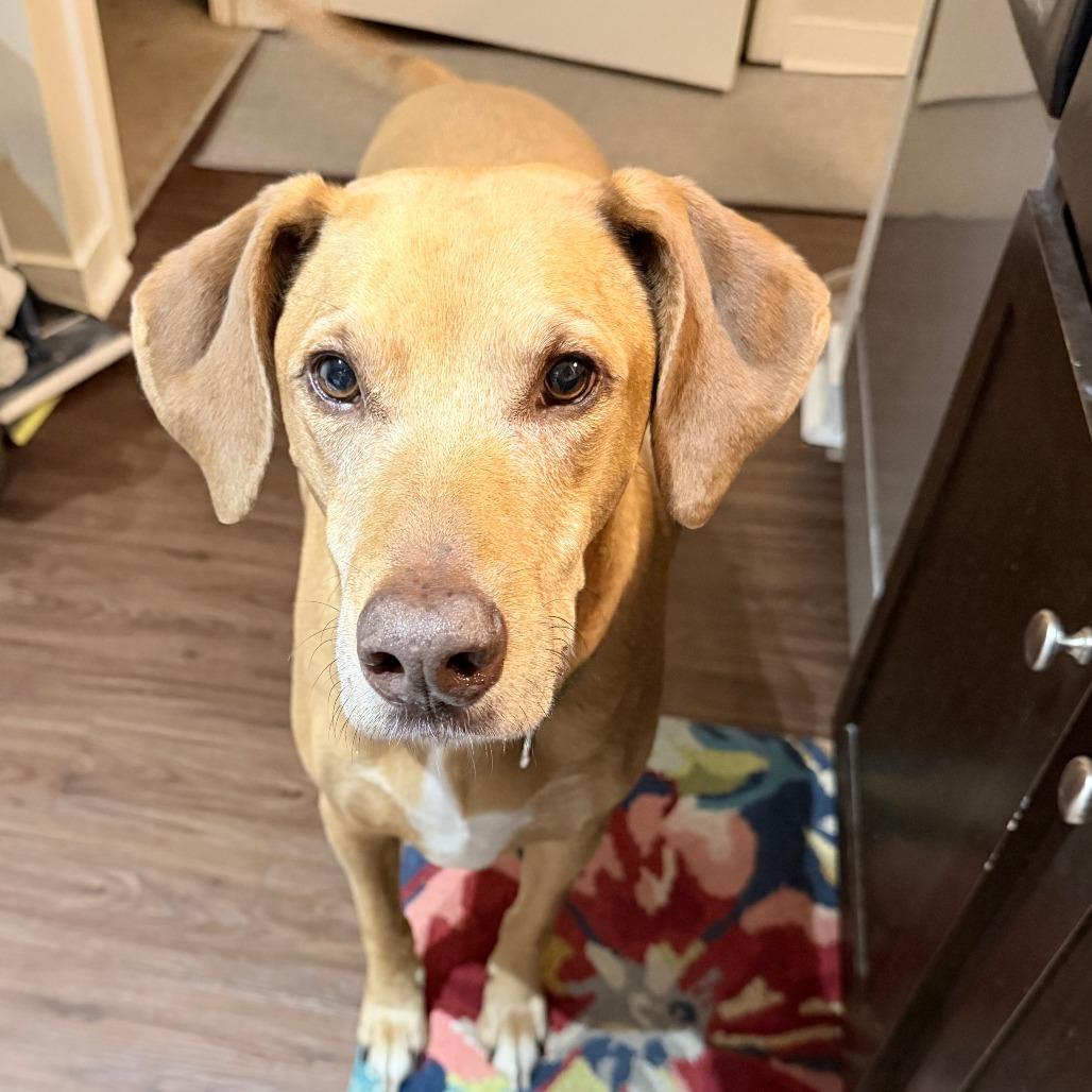 Clancy, a Adoptable Mixed Breed in Edwardsville, IL image 2/5