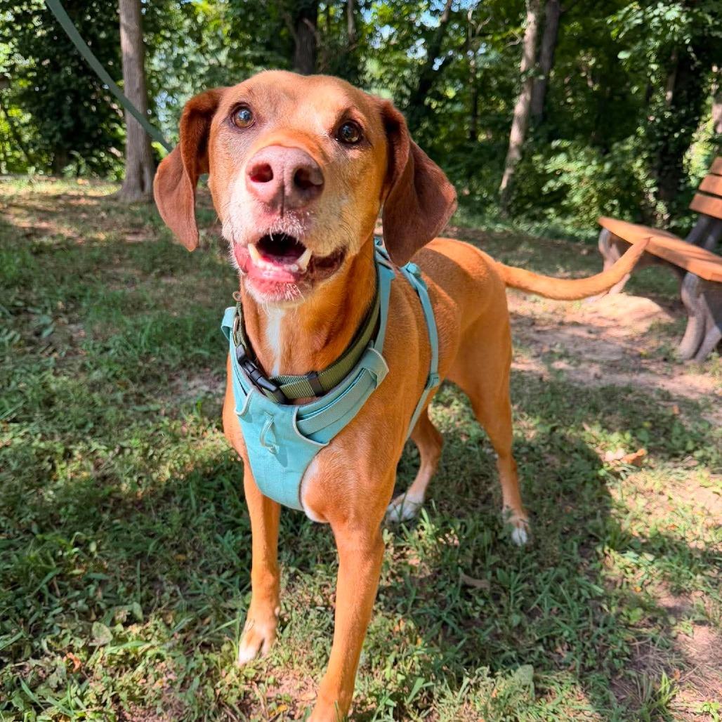 Clancy, a Adoptable Mixed Breed in Edwardsville, IL image 3/5
