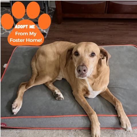 Clancy, a Adoptable Mixed Breed in Edwardsville, IL image 4/5