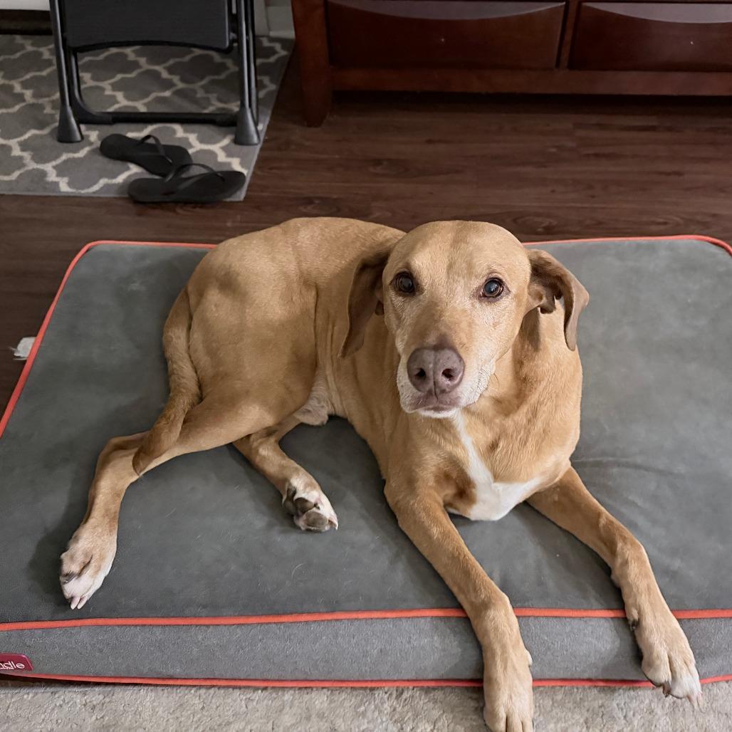 Clancy, a Adoptable Mixed Breed in Edwardsville, IL image 5/5