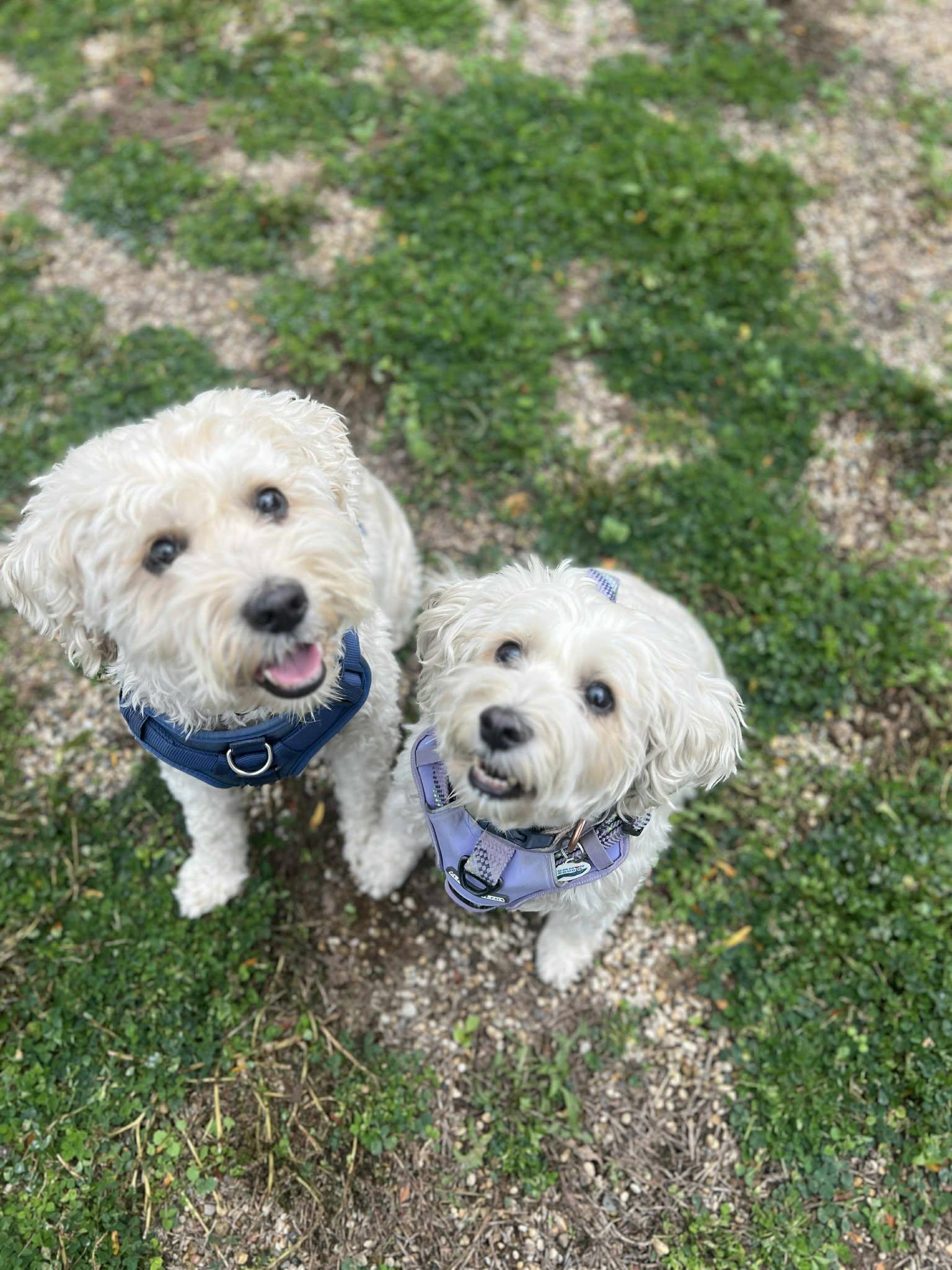 Mindy (Bonded with Mork), an adoptable Maltese, Bichon Frise in Elgin, IL, 60120 | Photo Image 4