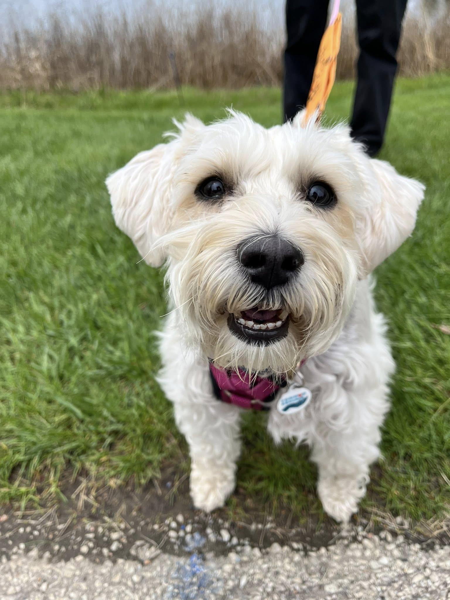 Mindy (Bonded with Mork), Adoptable, Senior Female Maltese & Bichon Frise.
