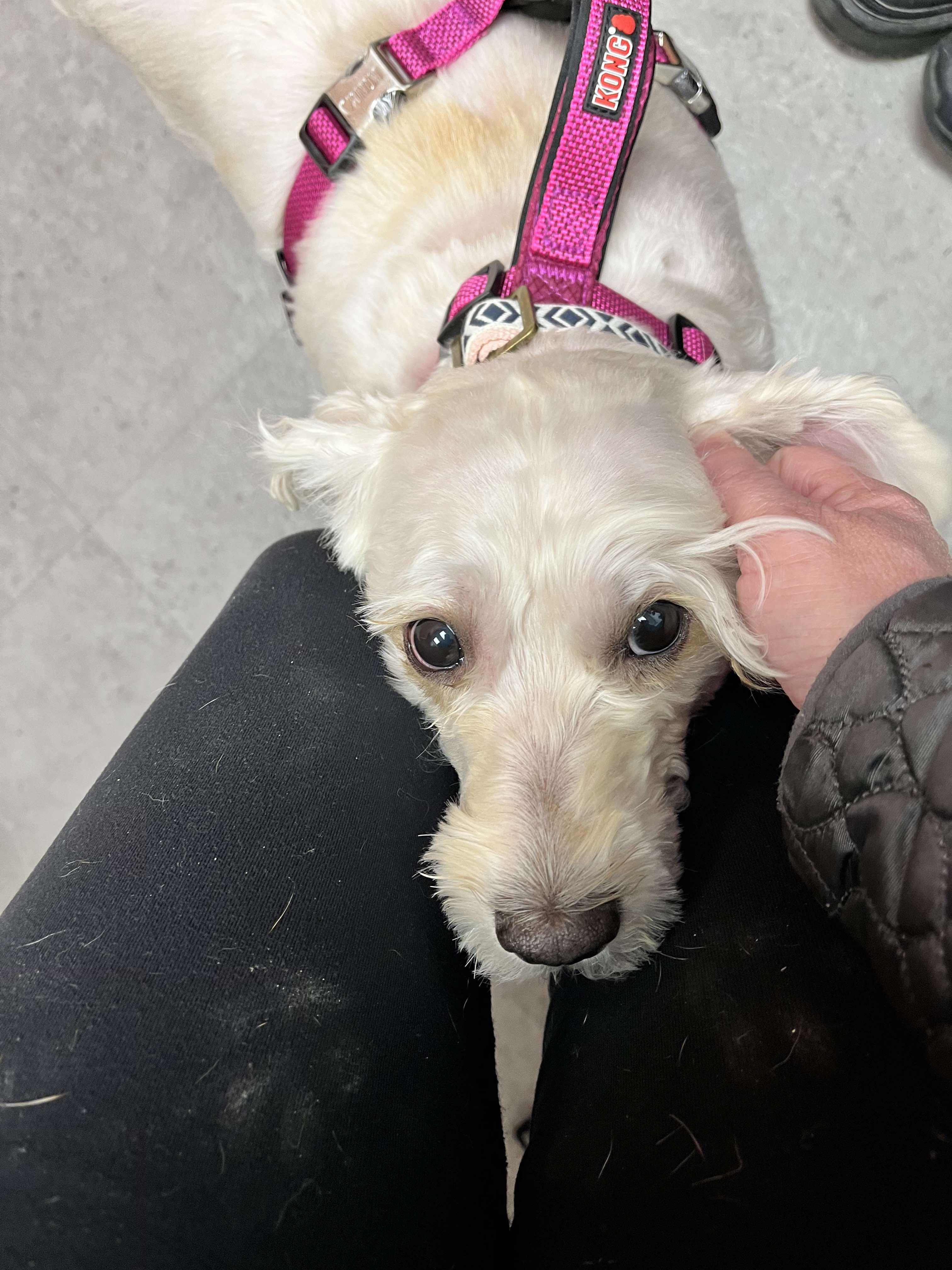 Mindy (Bonded with Mork), an adoptable Maltese, Bichon Frise in Elgin, IL, 60120 | Photo Image 5