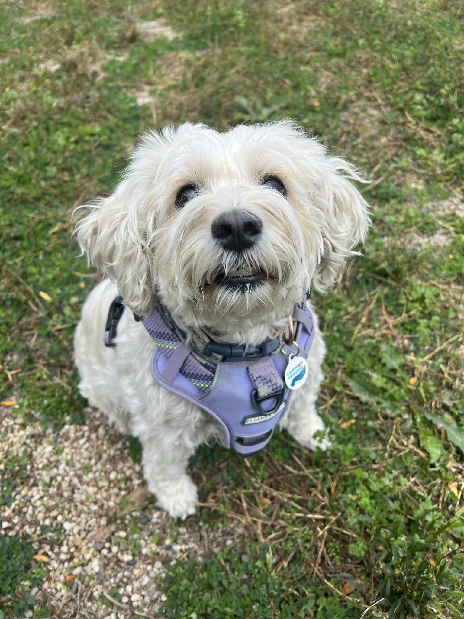 Mindy (Bonded with Mork), an adoptable Maltese, Bichon Frise in Elgin, IL, 60120 | Photo Image 5