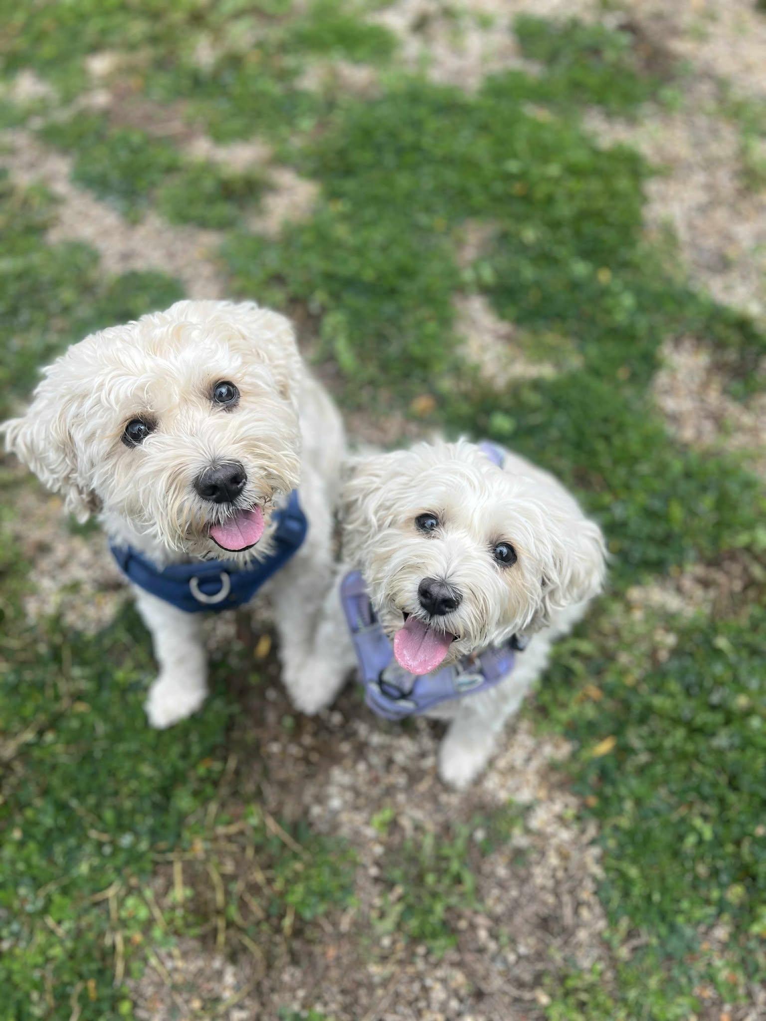 Mindy (Bonded with Mork), an adoptable Maltese, Bichon Frise in Elgin, IL, 60120 | Photo Image 1