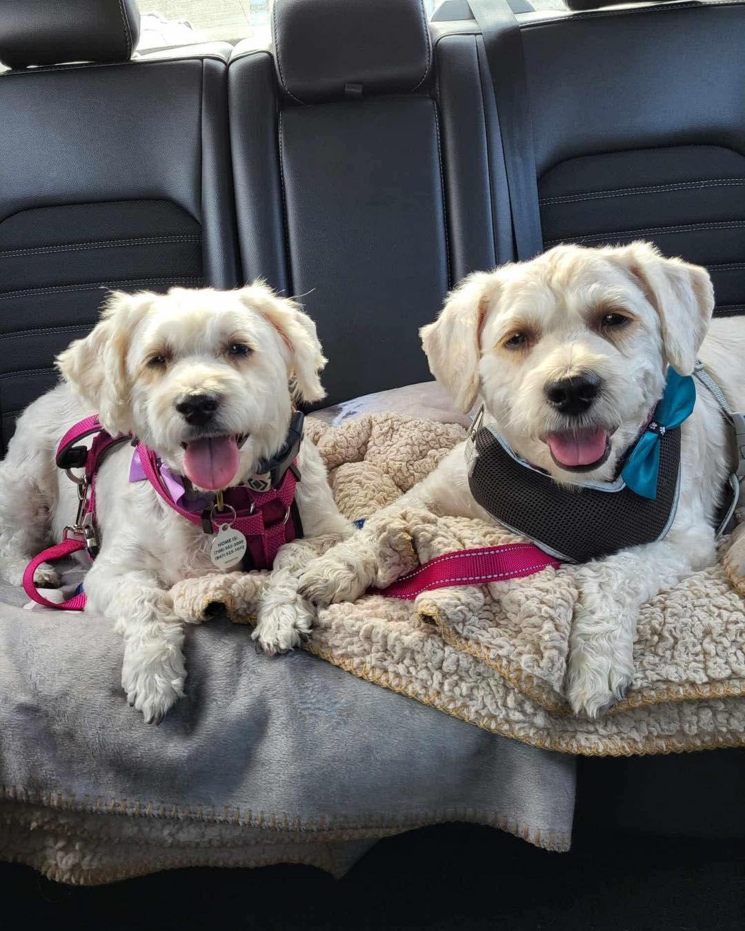 Mindy (Bonded with Mork), an adoptable Maltese, Bichon Frise in Elgin, IL, 60120 | Photo Image 2