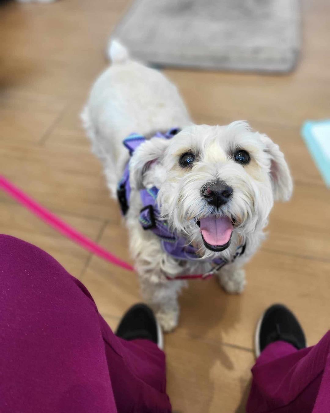 Mindy (Bonded with Mork), an adoptable Maltese, Bichon Frise in Elgin, IL, 60120 | Photo Image 3