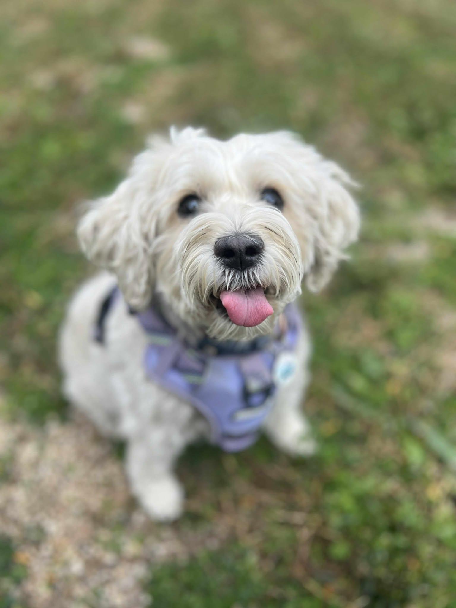 Enlarge Mindy (Bonded with Mork), a Adoptable mixed breed in Elgin, IL image 6/6