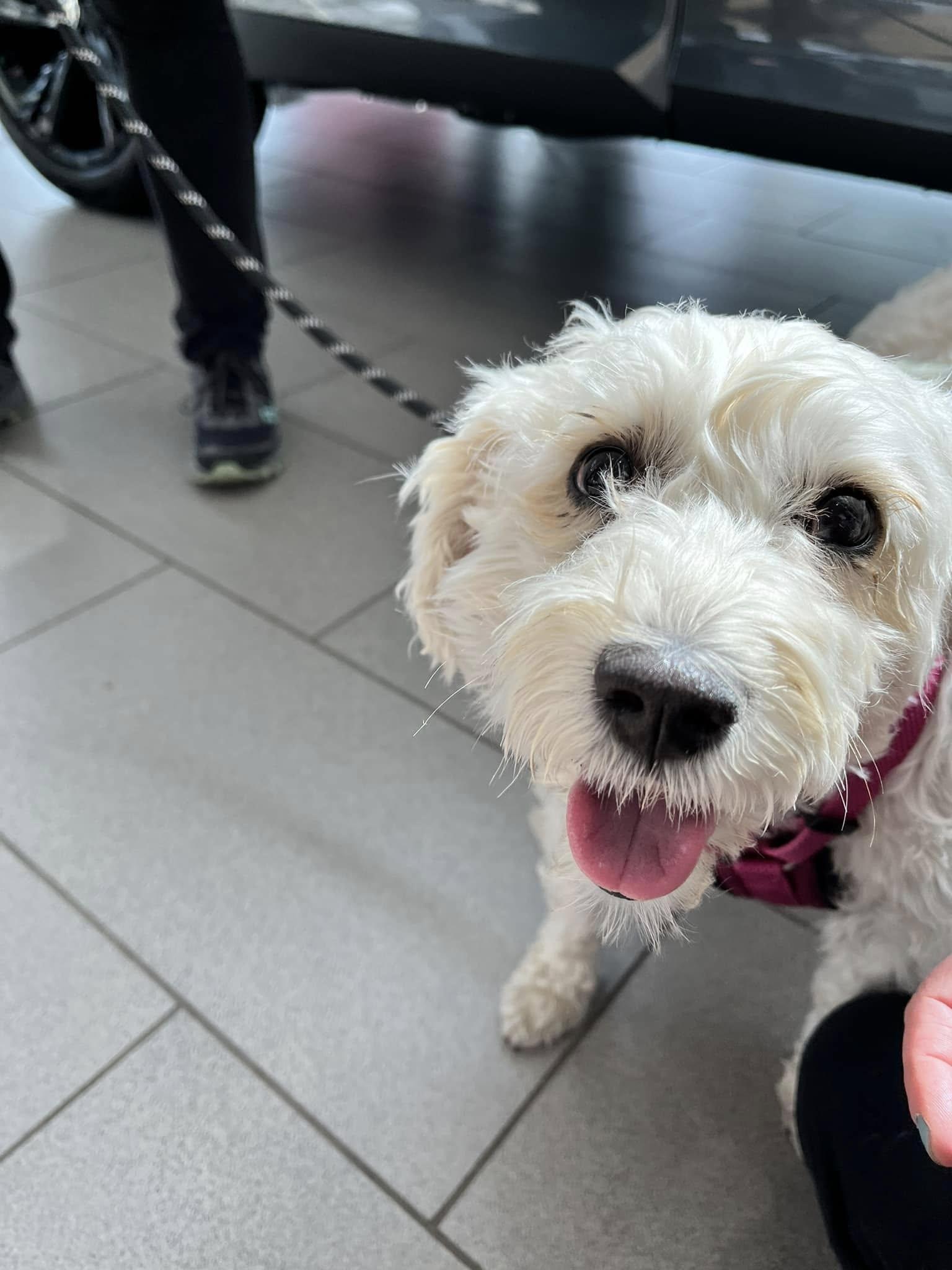 Mindy (Bonded with Mork), an adoptable Maltese, Bichon Frise in Elgin, IL, 60120 | Photo Image 4