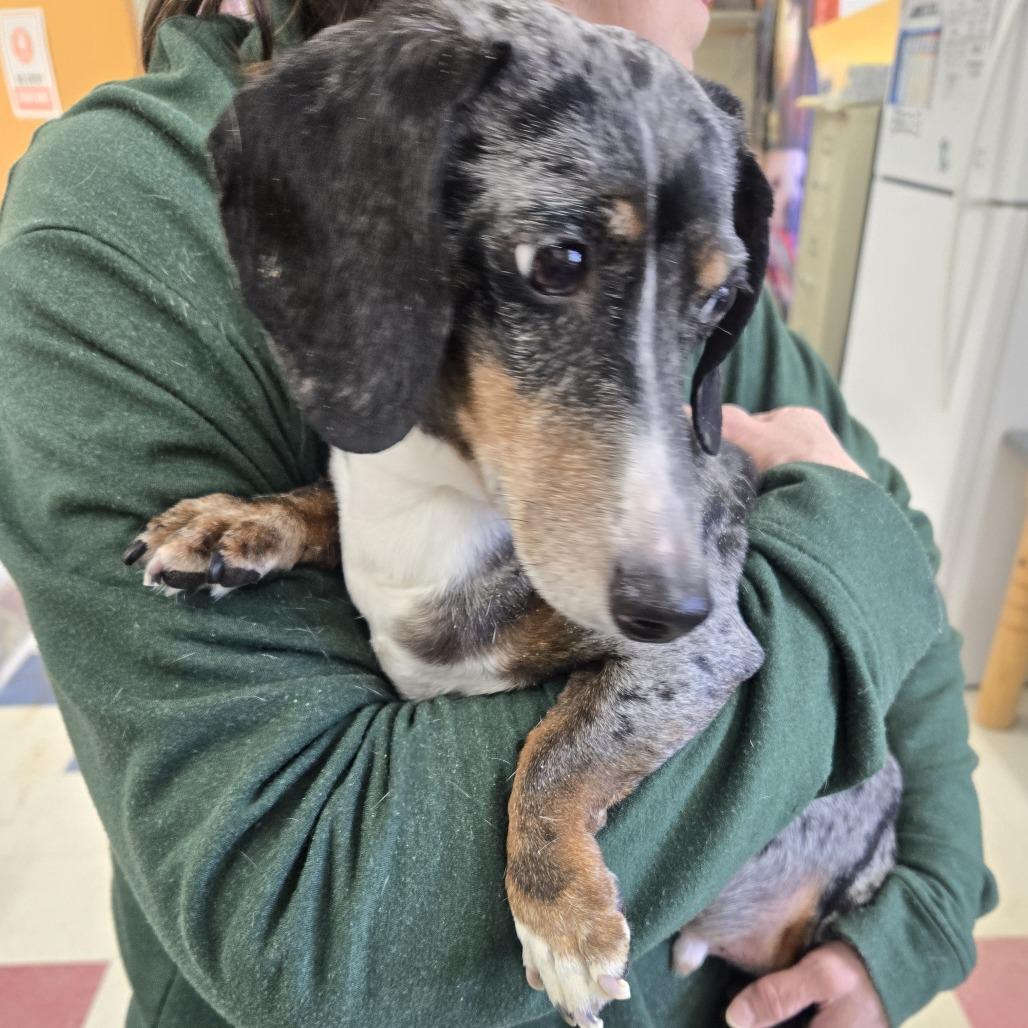 Gus 26-035, Adoptable, Adult Male Dachshund.