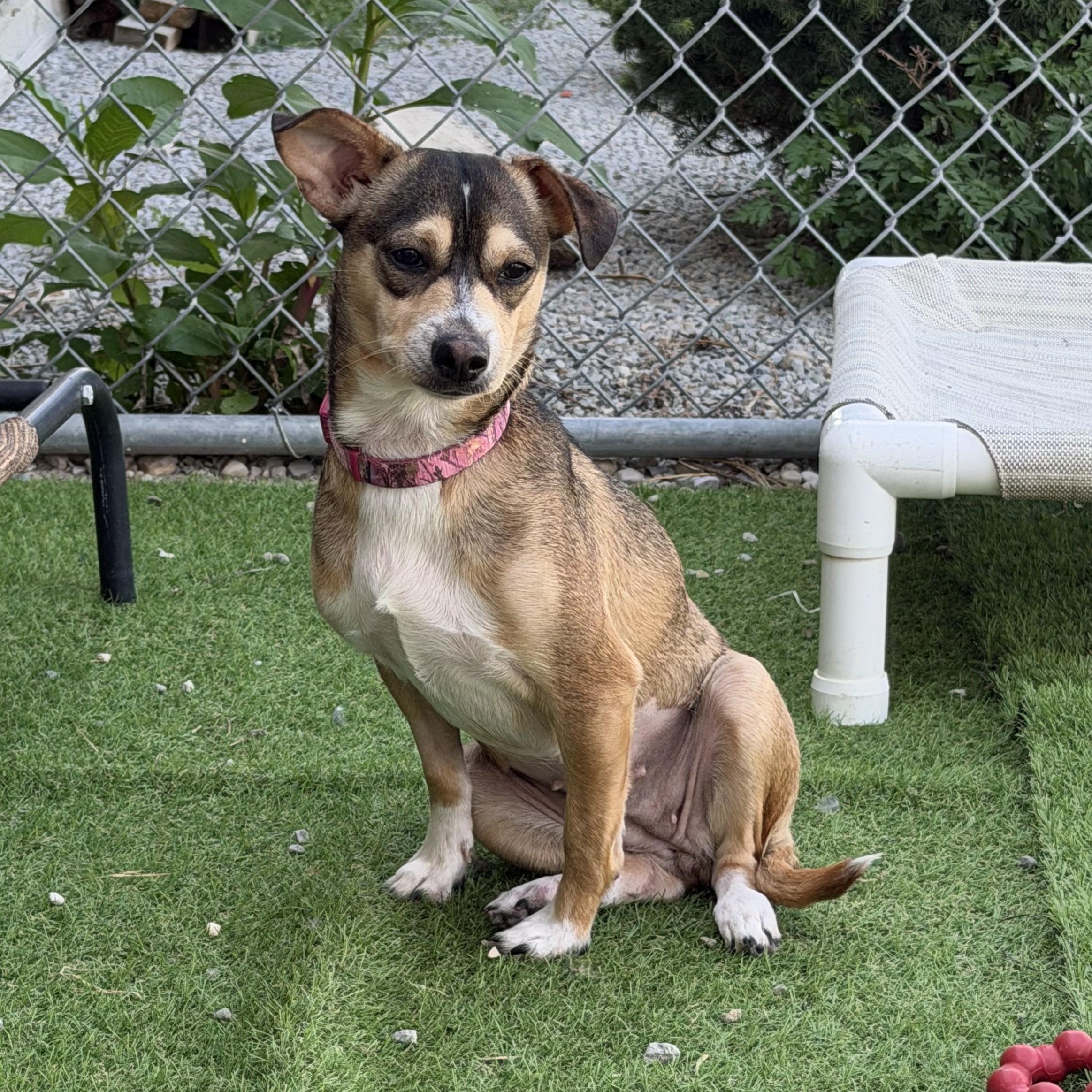 Enlarge Dumpling, a Adopted Chiweenie in Wilmington, OH image 1/4