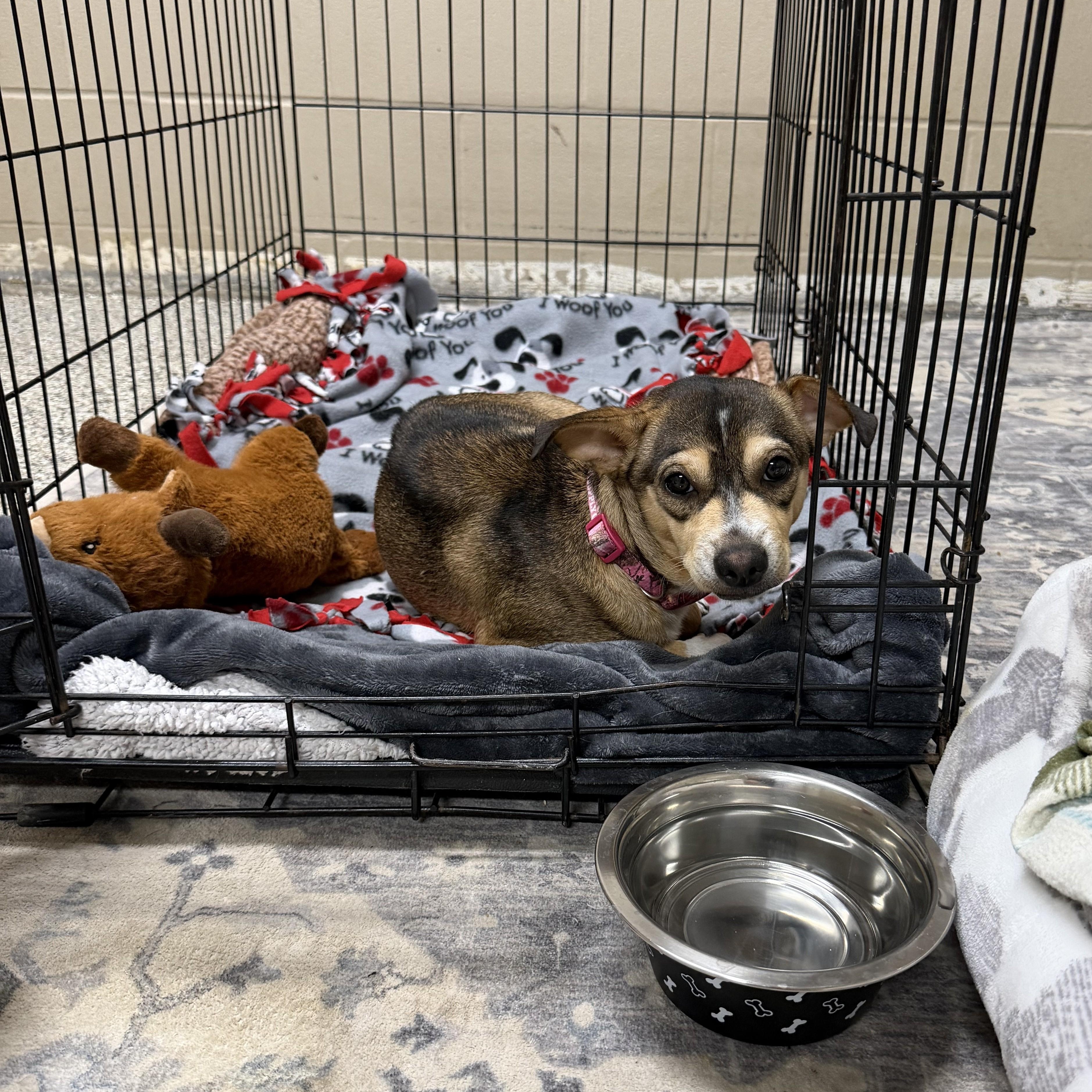 Enlarge Dumpling, a Adopted Chiweenie in Wilmington, OH image 2/4