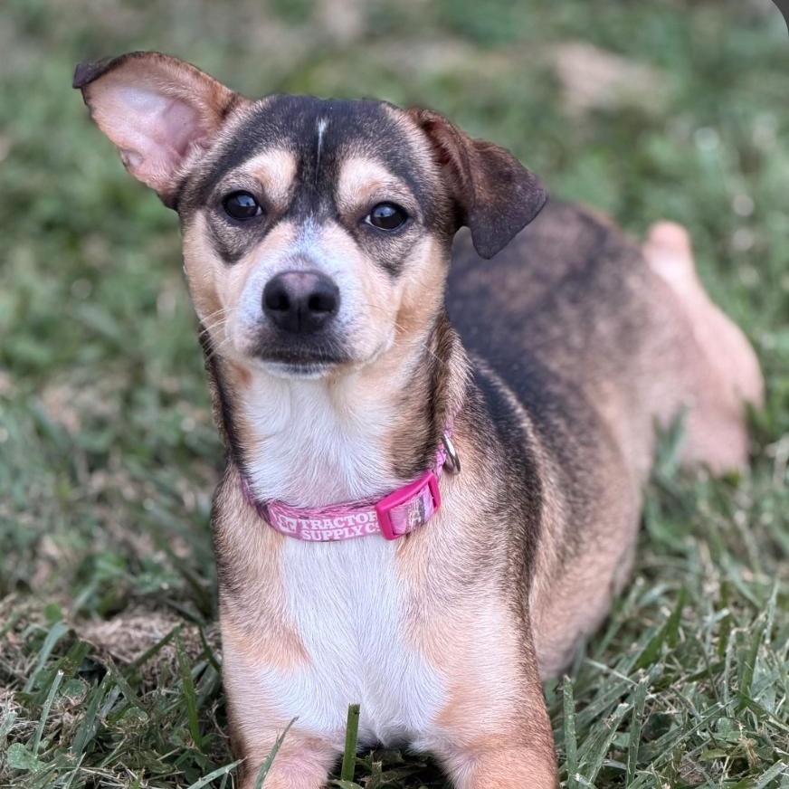 Enlarge Dumpling, a Adopted Chiweenie in Wilmington, OH image 4/4